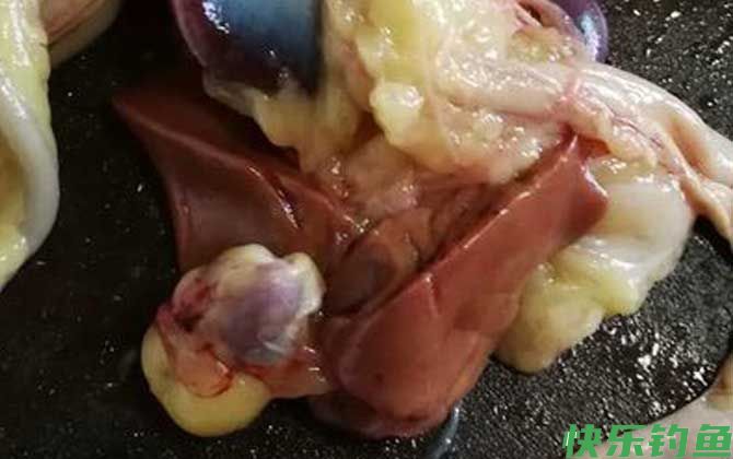 鸡肝钓鱼生的好还是熟好？(图1)