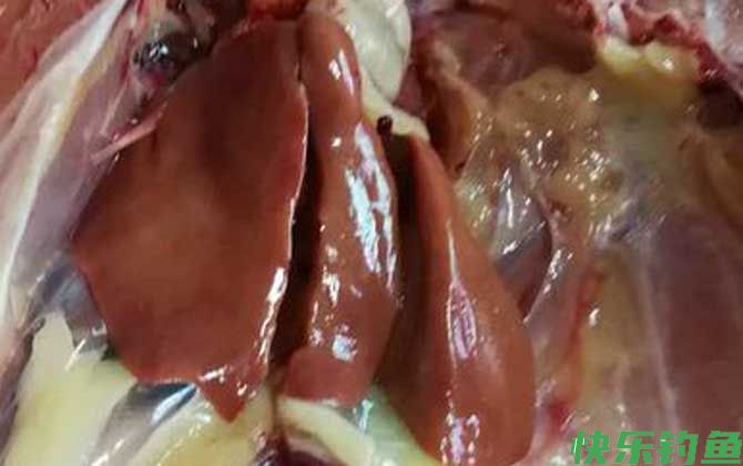 鸡肝钓鱼生的好还是熟好？(图2)