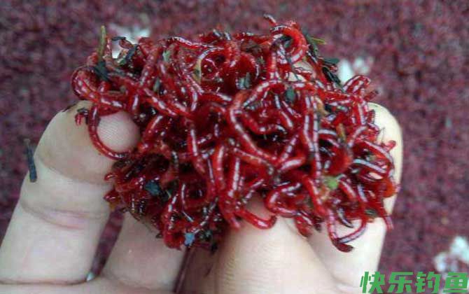 什么时候用红虫钓鱼最好？(图1)