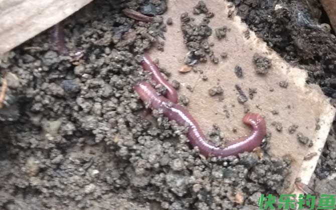 为什么蚯蚓钓的都是小鱼?(图2) 为什么蚯蚓钓的都是小鱼?(图2)