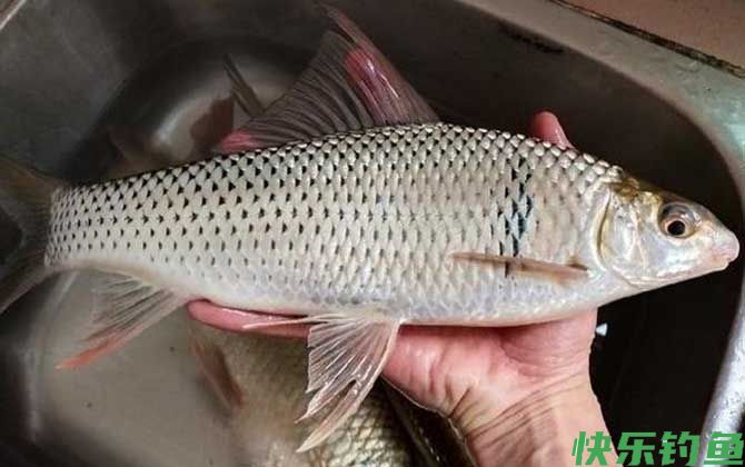 红虫颗粒打窝能钓什么鱼？(图7)