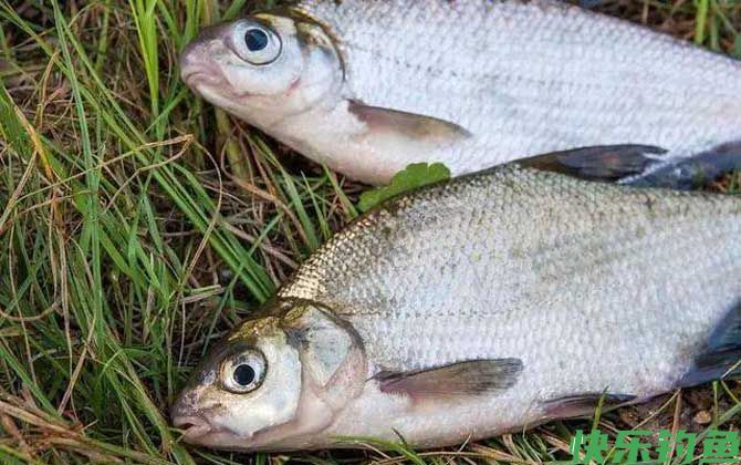 老三样能钓鳊鱼吗？(图3)