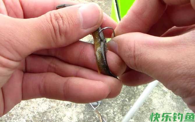 手竿钓黑鱼用什么饵料？(图2)