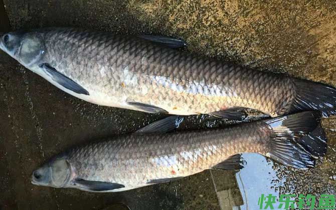 黑坑钓青鱼绝招及注意事项(图3)