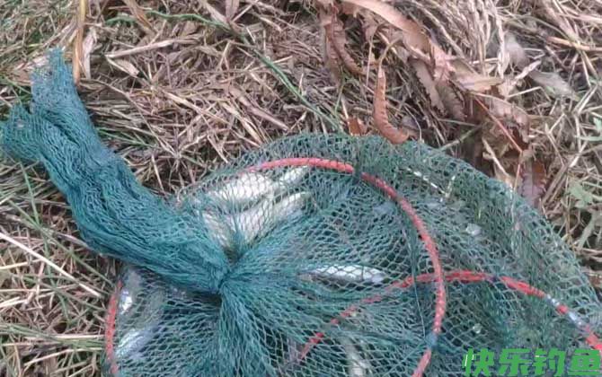 虾笼一般放多久才收？(图3)