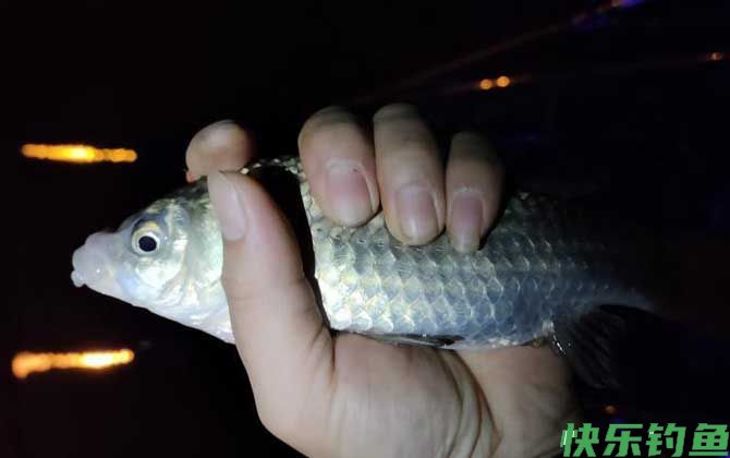 什么时候适合夜钓?(图1) 什么时候适合夜钓?(图1)