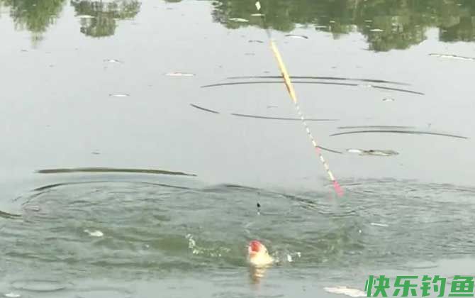 冬季钓鱼可以钓浮吗？(图1)