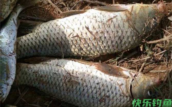怎样才能在水库钓到大鲤鱼？(图2)