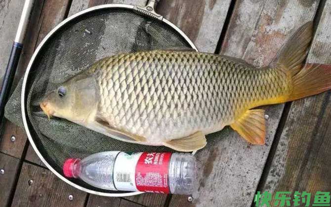 怎样才能在水库钓到大鲤鱼？(图6)