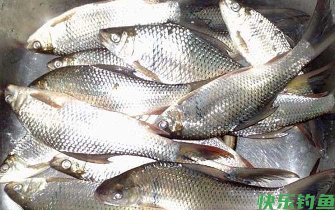 野钓鲮鱼最佳时间是什么时候？(图4)