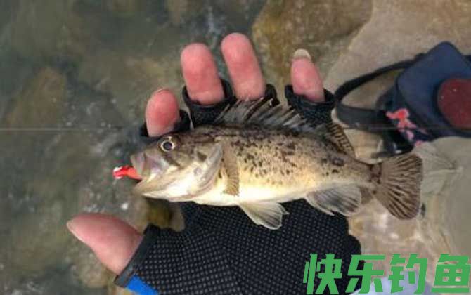 路亚石斑鱼技巧大全(图2)