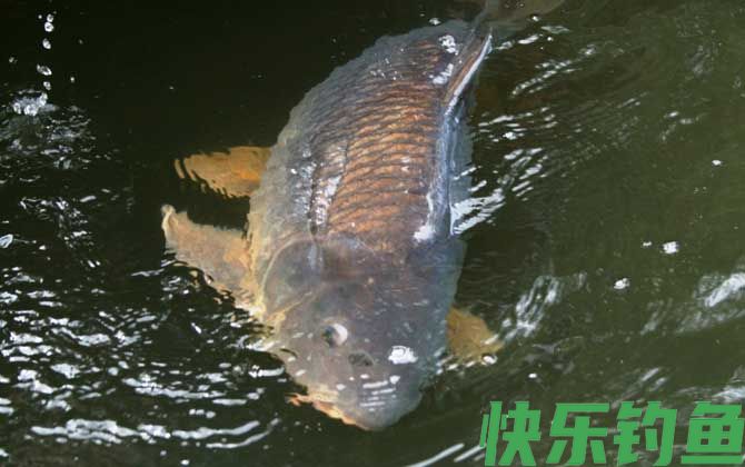 鲤鱼几月份最好钓?(图2) 鲤鱼几月份最好钓?(图2)