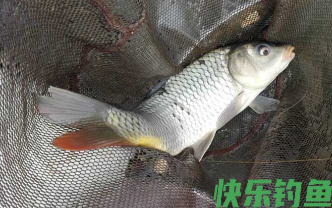 鲤鱼几月份最好钓?(图4) 鲤鱼几月份最好钓?(图4)
