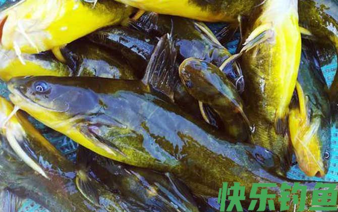 串钩怎样钓黄骨鱼比较快？(图2)