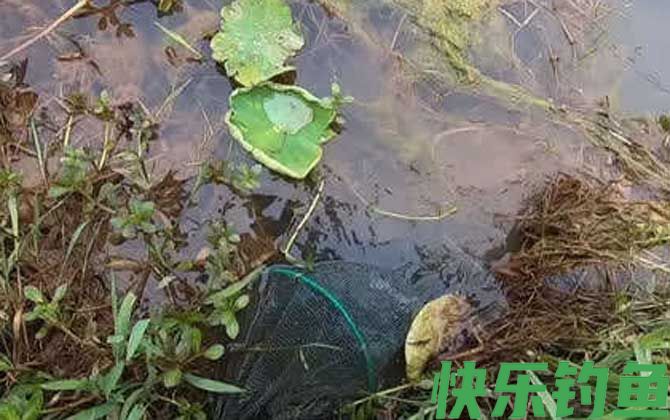 地笼抓河虾放深水好还是浅水？(图4)