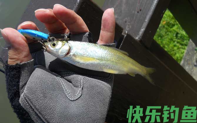 钓白条鱼的最佳时间(图3) 钓白条鱼的最佳时间(图3)