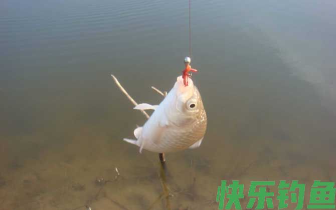 为什么蚯蚓钓不到大鱼？(图4)