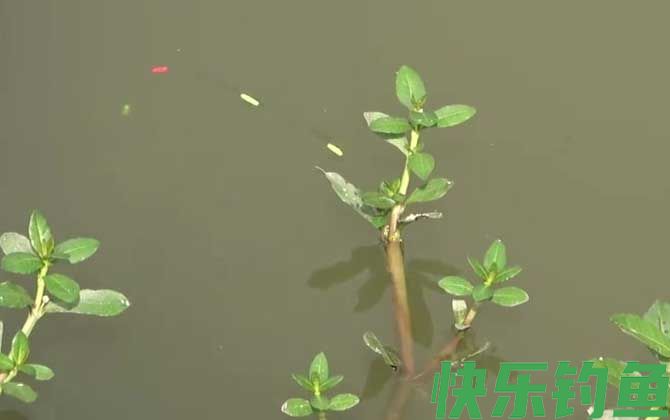 七星漂钓鲫鱼的技巧和方法(图2)