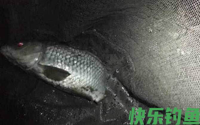 夜钓上鱼最佳时间是什么时候？(图1)