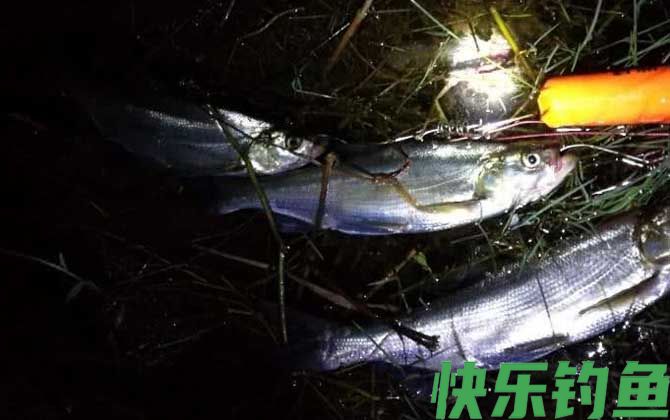 夜钓上鱼最佳时间是什么时候？(图3)