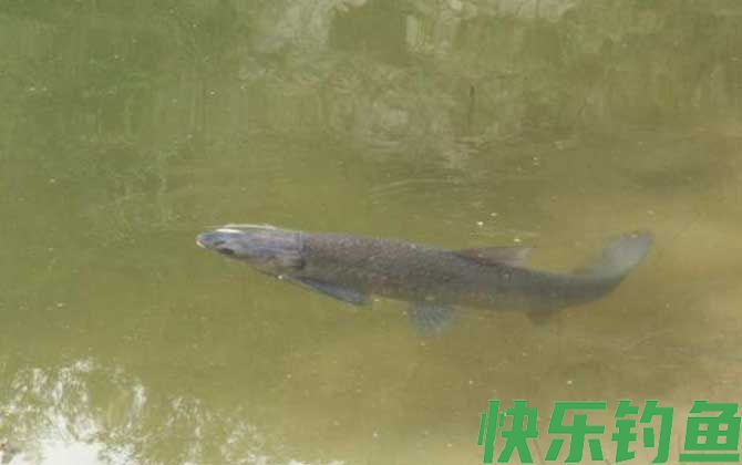 钓青鱼怎么调漂最好？(图4)