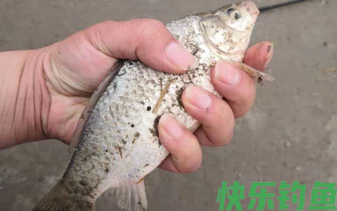 钓鲫鱼要双钩躺底吗？(图3)