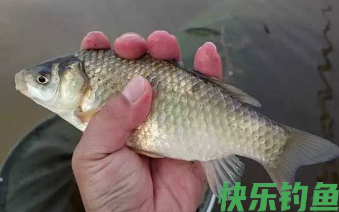钓鲫鱼要双钩躺底吗？(图2)