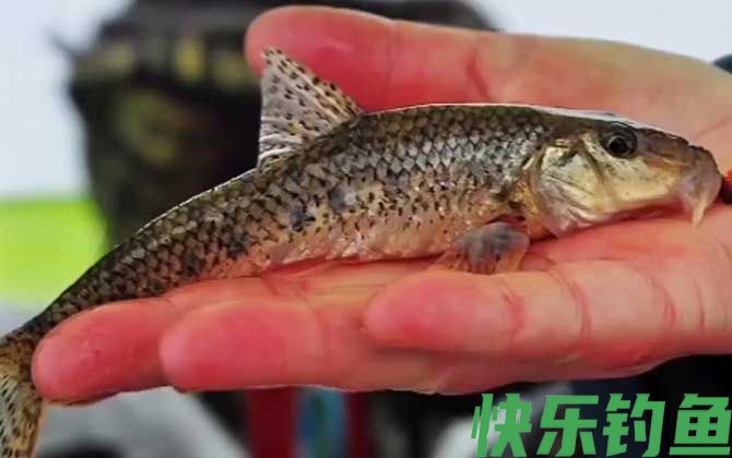 船丁鱼怎么钓上鱼快?(图3) 船丁鱼怎么钓上鱼快?(图3)