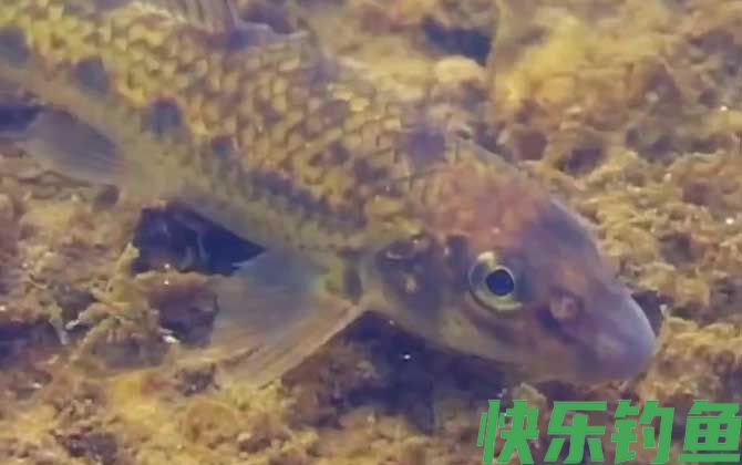 船丁鱼怎么钓上鱼快?(图4) 船丁鱼怎么钓上鱼快?(图4)