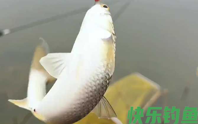 钓鲻鱼用什么饵料好钓?(图1) 钓鲻鱼用什么饵料好钓?(图1)