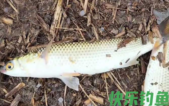 钓鲻鱼用什么饵料好钓?(图2) 钓鲻鱼用什么饵料好钓?(图2)