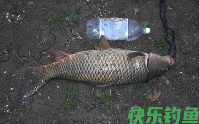钓草鱼用什么小药效果好？(图4)