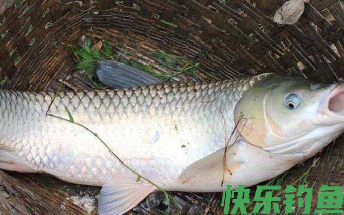 钓草鱼用什么小药效果好？(图2)