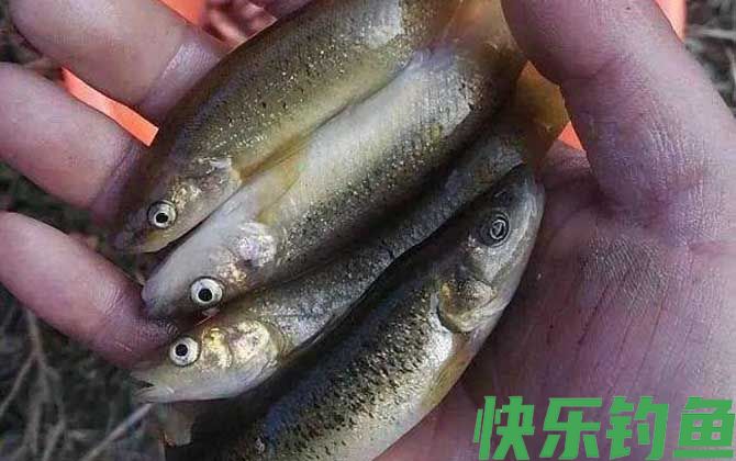 钓柳根鱼用什么打窝？(图1)