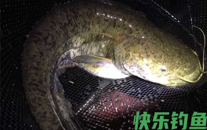 野生鲶鱼用什么鱼饵最好钓？(图2)