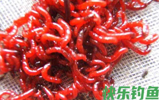 钓鱼用的红虫是什么虫？(图4)