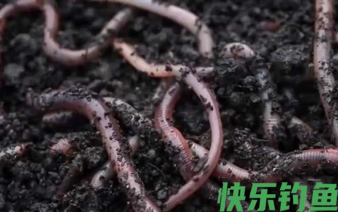 蚯蚓养殖的市场前景怎么样？(图1)