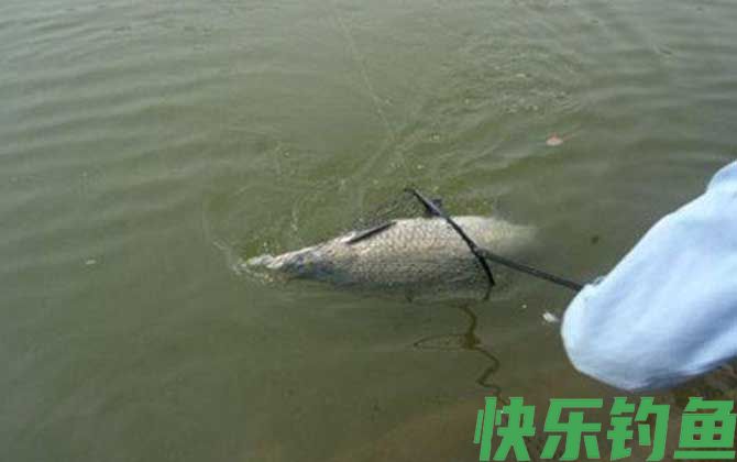 水库钓青鱼用什么饵料最好?(图3) 水库钓青鱼用什么饵料最好?(图3)