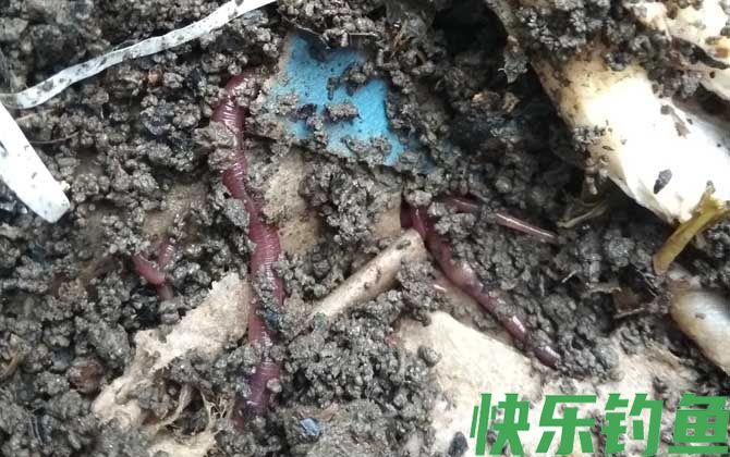 蚯蚓吃什么食物？(图3)