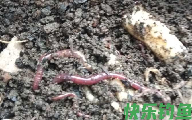 蚯蚓吃什么食物？(图2)