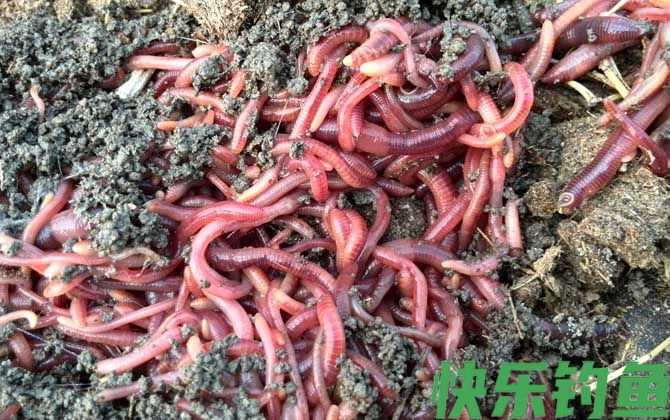 蚯蚓吃什么食物？(图4)