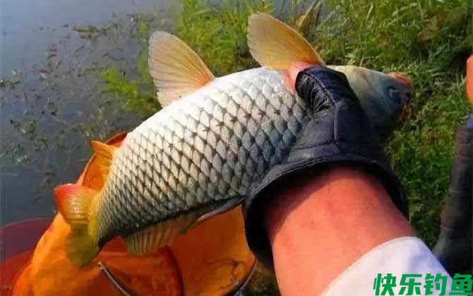红薯钓鲤鱼绝招及注意事项(图5)