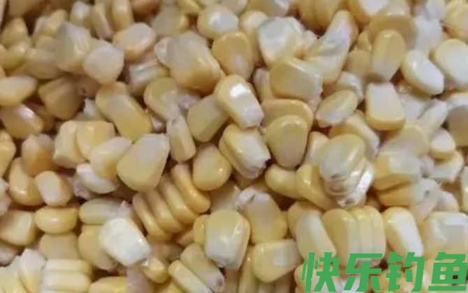 嫩玉米钓鲤鱼饵料制作方法(图5)