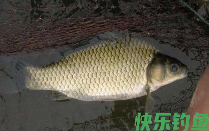 跑铅钓法适合钓什么鱼？
