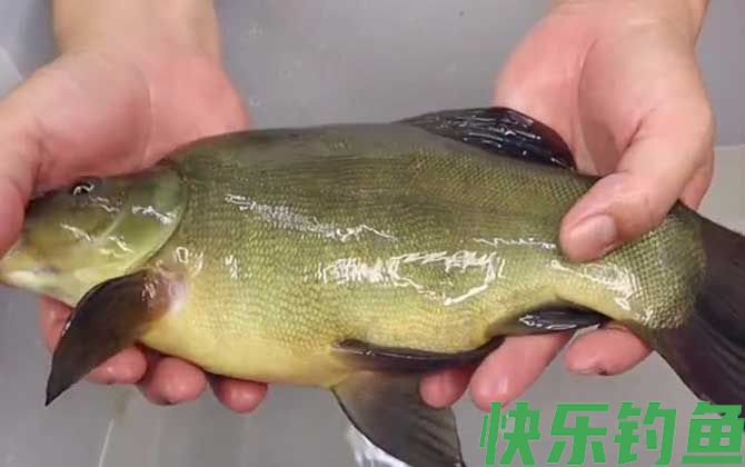 丁桂鱼用什么饵料钓最好？(图3)