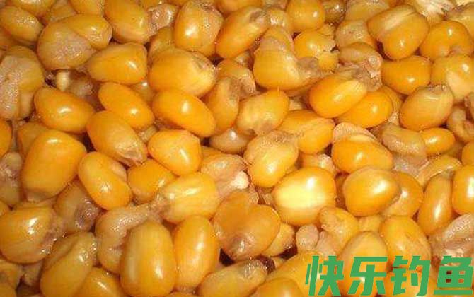 老玉米鲤鱼饵料配方大全(图3) 老玉米鲤鱼饵料配方大全(图3)