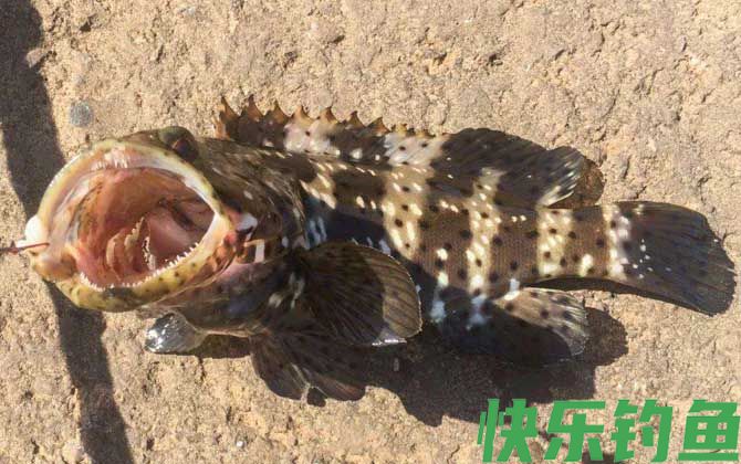 沙蚕钓什么鱼效果最好?(图2) 沙蚕钓什么鱼效果最好?(图2)