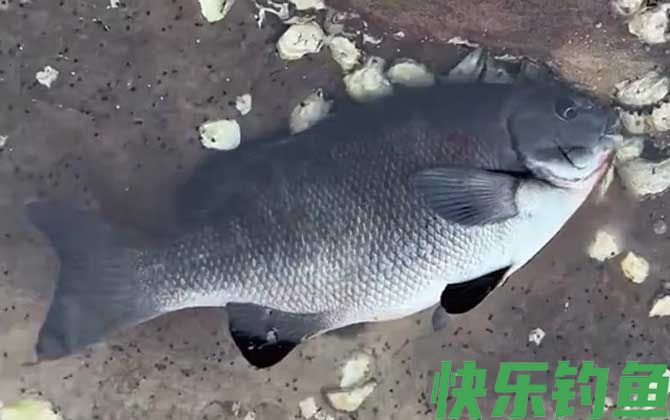 沙蚕钓什么鱼效果最好?(图4) 沙蚕钓什么鱼效果最好?(图4)