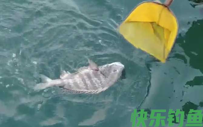 沙蚕钓什么鱼效果最好?(图1) 沙蚕钓什么鱼效果最好?(图1)