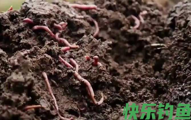 蚯蚓粪有什么作用和用途？(图2)